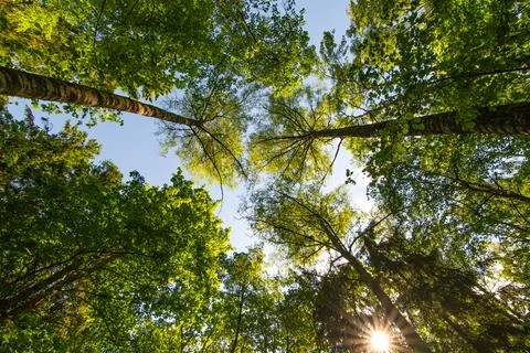 Low angle view of tree crowns in the forest Stock Photos