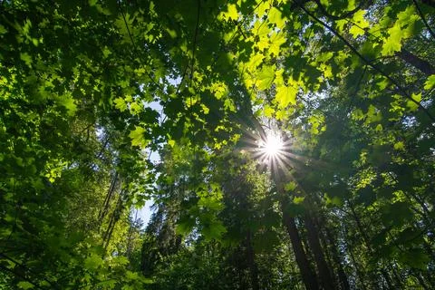 Low angle view of tree crowns in the forest Stock Photos