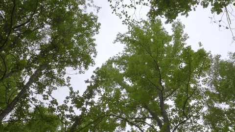 Low angle view of tree felling in canopy above. Watch the tree fall out of Vidéo 126701914