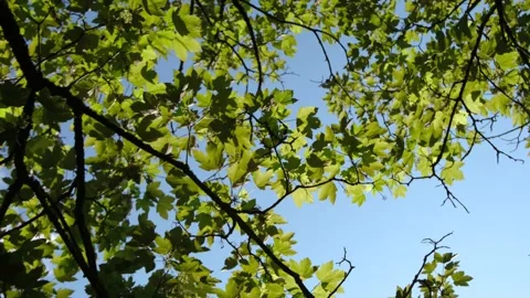 Low angle view of a tree Stock Footage 131010722