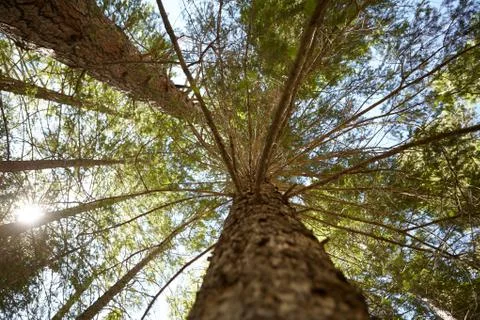 Low angle view of tree in forest Stock Photos