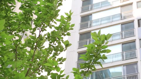 Low-Angle View of a Tree in Front of an Apartment Building Stock Footage 333774501