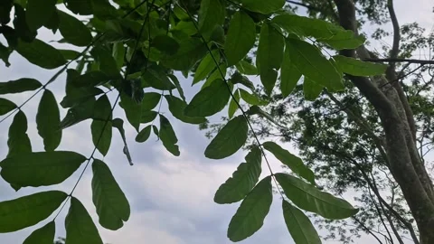 Low angle view of tree leaves swaying against cloudy sky background Video stock 332503175