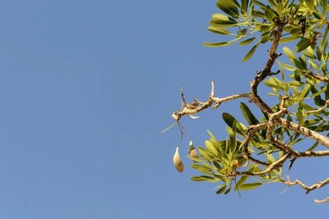 Low Angle View of Tree Leaves and Branches Against Clear Sky Foto stock