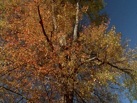 Low angle view of tree with orange leaves, pans left Stock-Footage 86750602