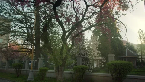 Low angle view of a tree in the park. The rays of sun on the background. 4k shot Stock Footage 135055518