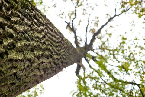 Low angle view of tree Stock Photos
