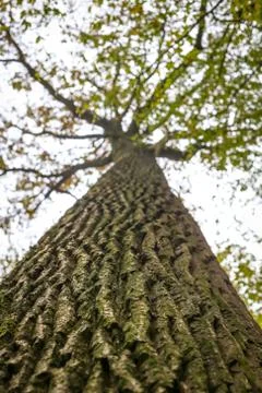 Low angle view of tree Foto stock