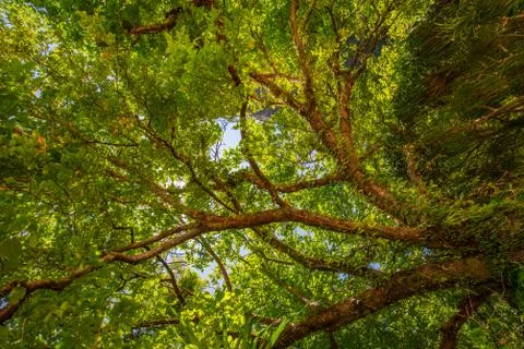 Low Angle View Of Tree Stock Photos