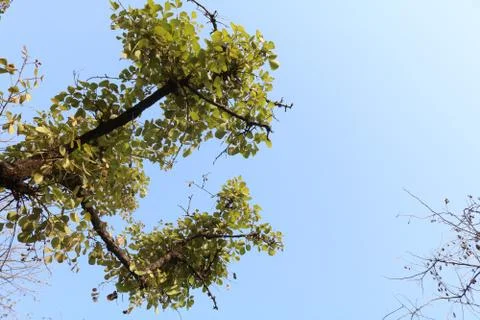 Low angle view of tree Stock Photos