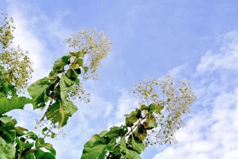 Low Angle View of a Tree Foto stock