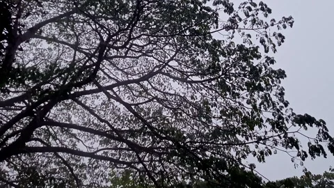 Low Angle View of Tree with Rainfall Creating a Calm Natural Outdoor Scene .. Stock Footage 335648592
