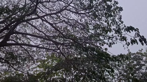 Low Angle View of Tree with Rainfall Creating a Calm Natural Outdoor Scene .. 스톡 동영상 335648602