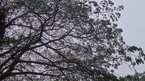 Low Angle View of Tree with Rainfall Creating a Calm Natural Outdoor Scene .. Stock Footage 335649517