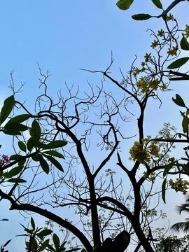 Low Angle View of Tree Silhouette with Yellow Flowers blooming and Bare Branches Foto stock