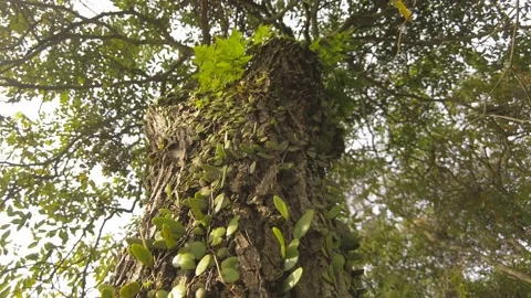 Low angle view of a tree skin covered with parasitic plants. 4K, static. Vidéo 238006013