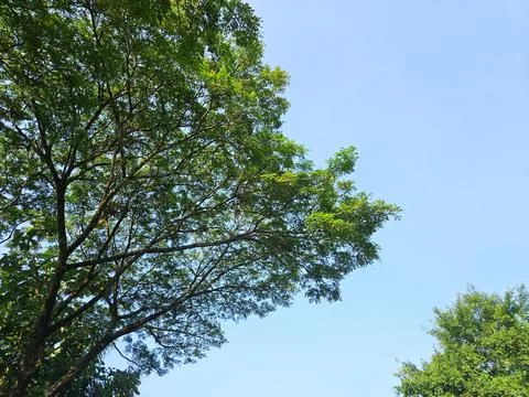 A low angle view of a tree on a sunny day, Tree tops and clear sky, Tree to.. Stock Photos