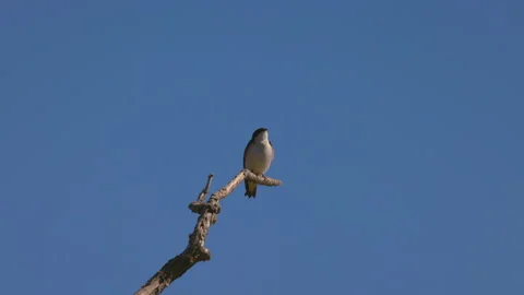 Low Angle View Of Tree Swallow On Branch Against Clear Sky During Sunny Day - Stock Footage 234010820