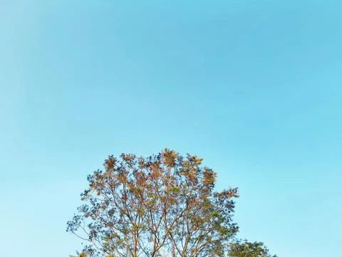 Low Angle View of Tree Top Against Blue Sky Stock Photos