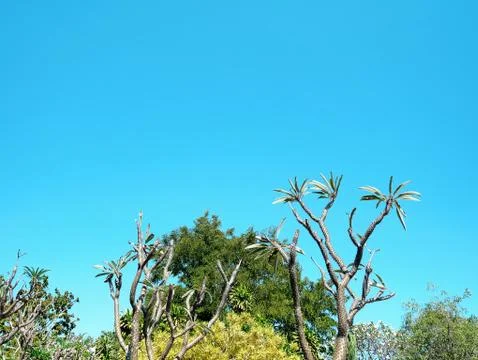 Low Angle View of Tree Top Against Clear Blue Sky Foto stock