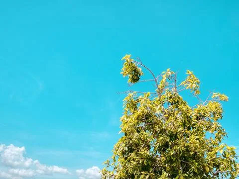 Low Angle View of Tree Top Branches and Leaves Against Blue Sky Foto stock