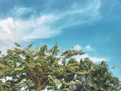 Low Angle View of Tree Top Against Blue Cloudy Sky Stock Photos