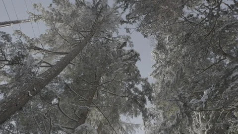 Low angle view of tree tops covered with snow in the forest Stock-Footage 104512087