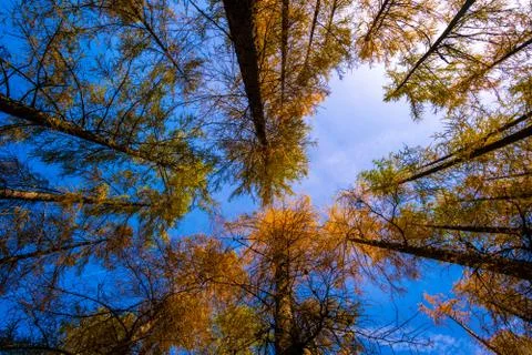 Low angle view of tree tops framing the blue sky. Stock Photos