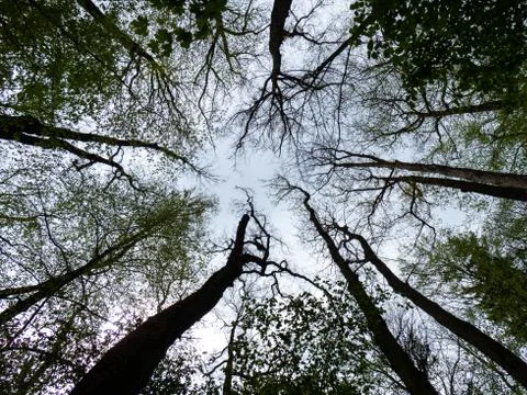 Low angle view of tree tops against sky Stockfoto's