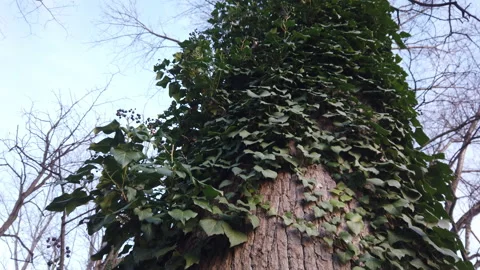 Low angle view of tree trunk covered in leaves Stock Footage 231214307