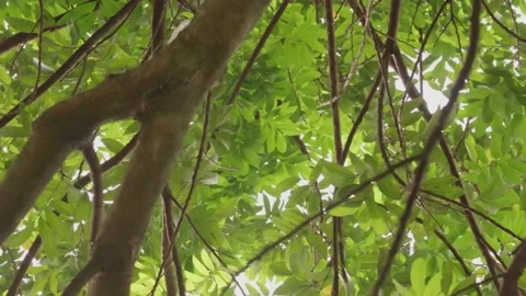 Low-angle view of a tree trunk and dense canopy Video stock 318236332