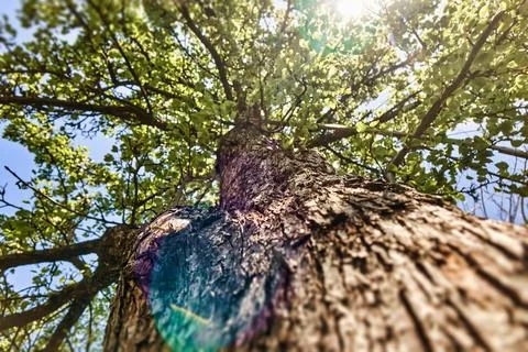 Low angle view of tree trunk with branches full of foliage Fotos de archivo