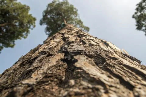 Low angle view of tree trunk with tree bark texture. Stock-Fotos