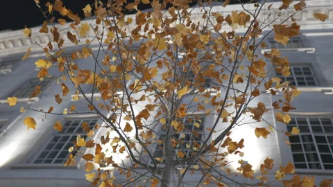 A low angle view of a tree with yellow leaves in front of a building at night. Stock Footage 256587464