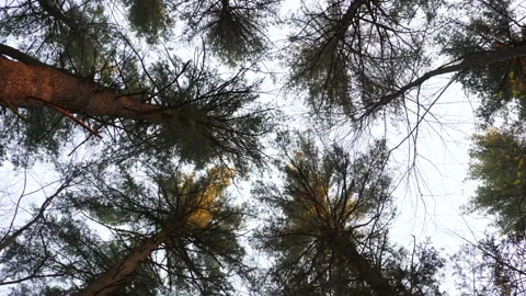 Low Angle View of Trees and Sky Stock Footage 239592132