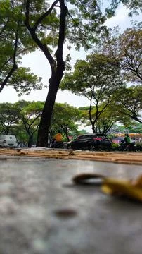 Low Angle View of Trees and Motorcycles on Pavement Stock Photos