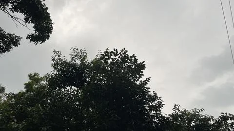 Low Angle View of Trees and Power Lines Under Cloudy Sky. Stock Photos