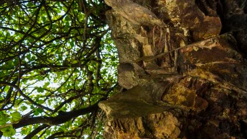 Low angle view of trees from below rockface Foto stock