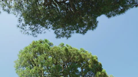 Low-angle view of trees on a blue sky background, Lenno, Italy Stock Footage 251785652