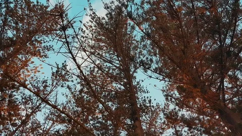 Low angle view of trees Stock Footage 106758434