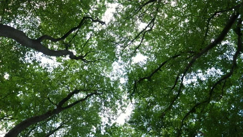 Low-angle view of trees Видео 134816947