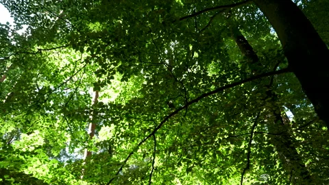 Low-angle view of trees 動画素材 134818289