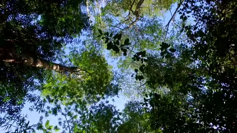 Low angle view of trees in a forest Stock Footage 289191432