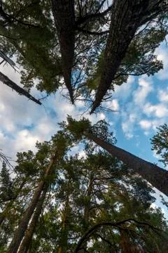 Low angle view of trees in a forest, Lake Of The Woods, Ontario, Canada 스톡 사진