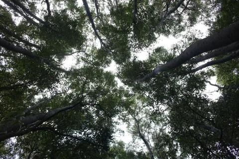 Low angle view of the trees in the forest of Sintra, portugal Stock-Fotos