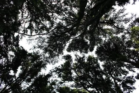 Low angle view of the trees in the forest of Sintra, portugal Stock Photos