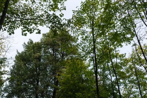 Low angle view of trees in forrest with sky Foto stock
