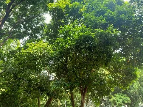 Low Angle View of Trees in the Park Stock Photos