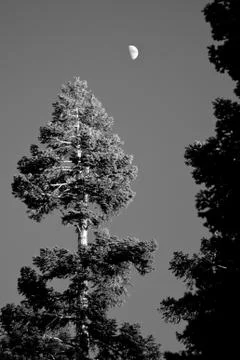 Low angle view of trees Stock Photos