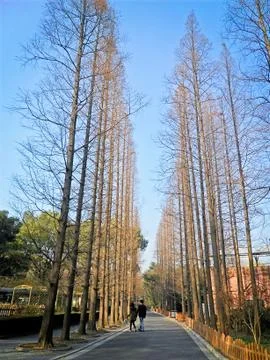 Low Angle View of Trees Foto stock